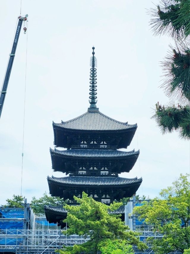 🇯🇵 NARA day trip, and yes, NARA 🦌 bow! 