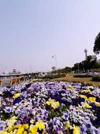 【桜が満開の横浜ニューグランドホテルと氷川丸、山下公園で春を迎えよう】