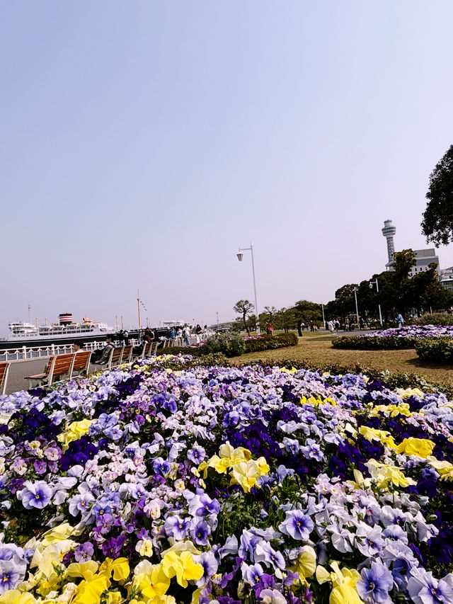 【桜が満開の横浜ニューグランドホテルと氷川丸、山下公園で春を迎えよう】