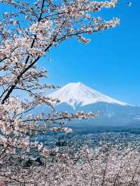 まるで日本の絵葉書✨新倉山浅間公園で絶景富士ビュー！