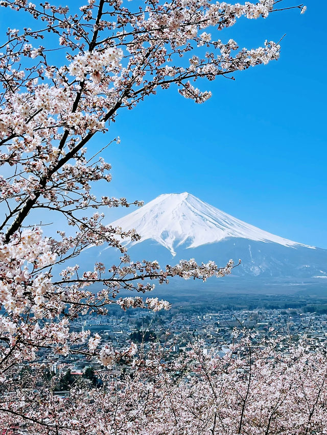 まるで日本の絵葉書✨新倉山浅間公園で絶景富士ビュー！