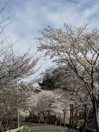 🌸지금가야하는 하동 십리벚꽃길🌸
