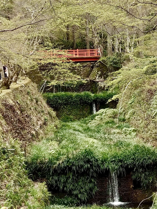 Spring Getaway: Ohara Sanzen-in Temple🌸