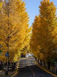 宮前平のイチョウ紅葉 🍂✨ 黄金色のトンネルを歩く秋の散歩道