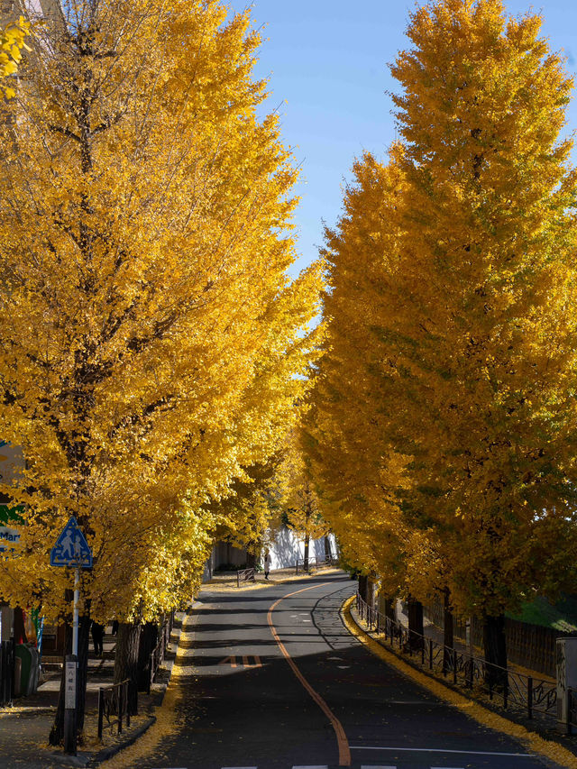 宮前平のイチョウ紅葉 🍂✨ 黄金色のトンネルを歩く秋の散歩道