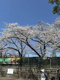 追到名古屋城櫻花