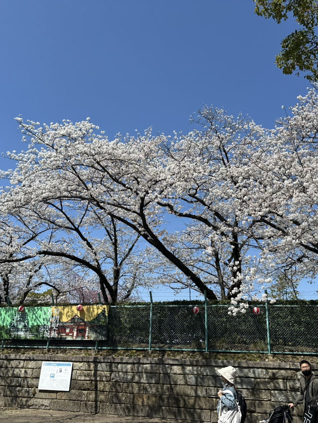 追到名古屋城櫻花