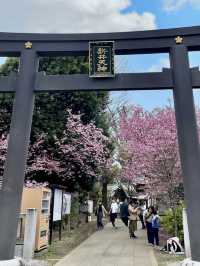 Spring Outing at Araiyakushi Baishouin – A Hidden Sakura Gem