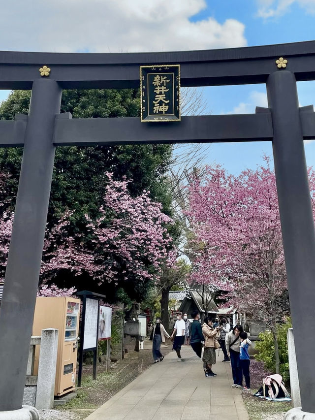 Spring Outing at Araiyakushi Baishouin – A Hidden Sakura Gem