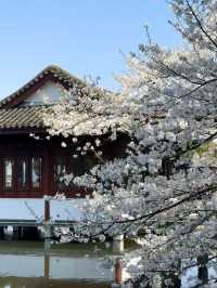 Cherry Blossoms at Quyuan Fenghe，One of West Lake's Ten Scenes
