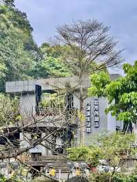 內溝山探訪阿凡達的生命之樹