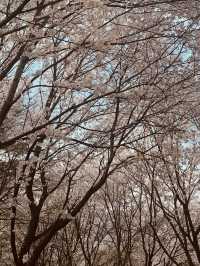 Daecheong Park: A Canvas of Fresh Greens and Floral First Strokes