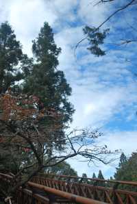 Peaceful Escapes in the Mountains of Alishan, Taiwan