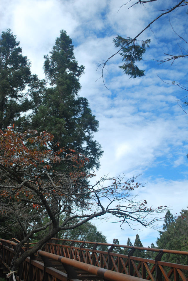 Peaceful Escapes in the Mountains of Alishan, Taiwan