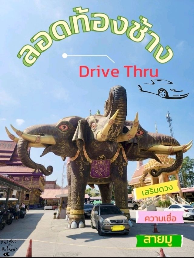 หนึ่งเดียวในไทย🚗 ขับรถลอดท้องช้าง🐘