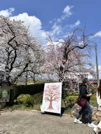 【京都】石清水八幡宮駅から行ける桜祭りは必見！