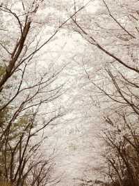 Seoun's Blossoming Fields: A Spacious Spot for Cherry Blossom Viewing 
