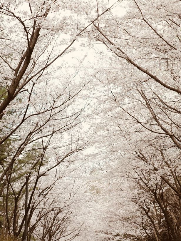 Seoun's Blossoming Fields: A Spacious Spot for Cherry Blossom Viewing 