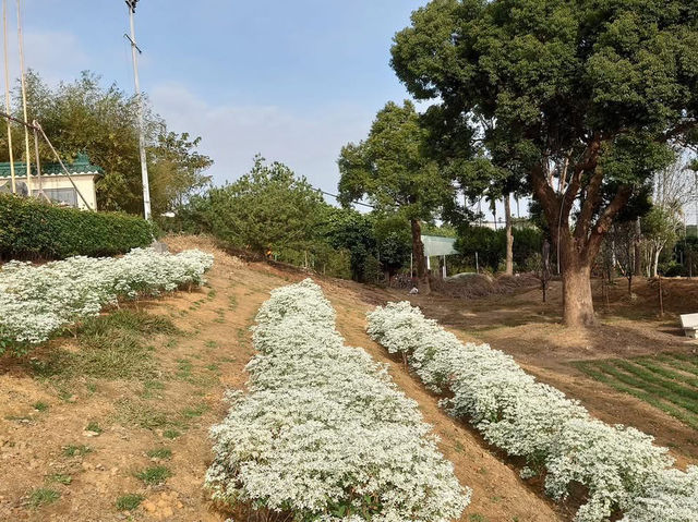 易經風水學院八卦山