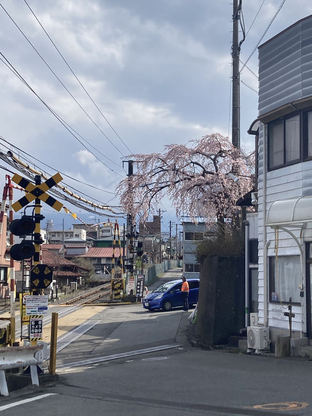 Early Spring of Mt. Fuji 