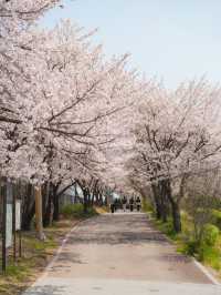 서울 도심 속 벚꽃 힐링 산책길🌸, 안양천