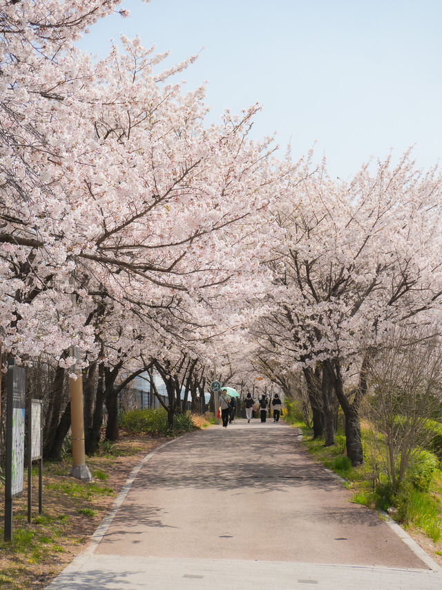 서울 도심 속 벚꽃 힐링 산책길🌸, 안양천