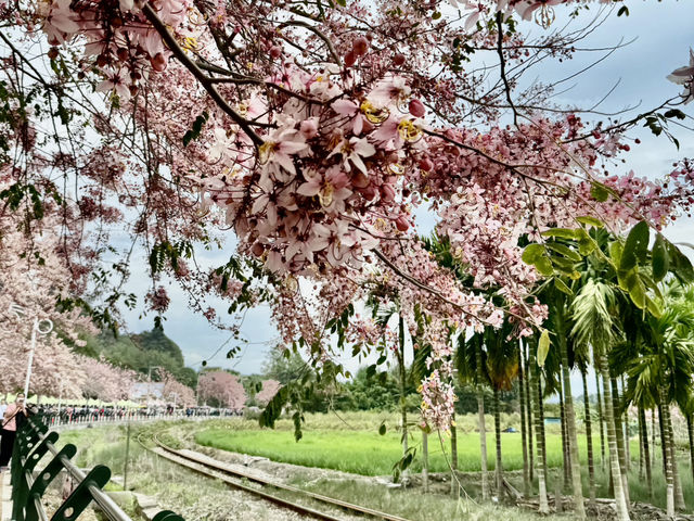 沈醉在花旗木粉紅浪漫中