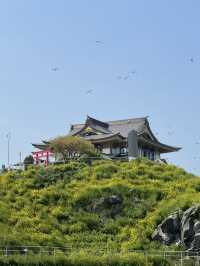 【青森×蕪島神社】ウミネコ3万から4万羽 空から運が降ってくる神社