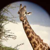 塞倫蓋提國家公園 Serengeti National Park｜一生必訪的野生動物天堂