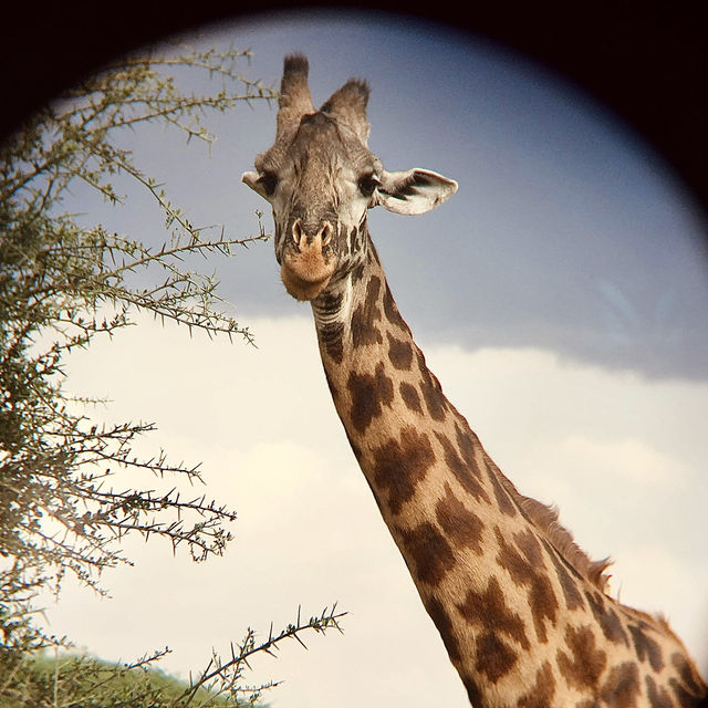 塞倫蓋提國家公園 Serengeti National Park｜一生必訪的野生動物天堂