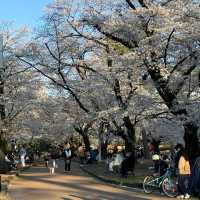 Omiya Park, Saitama