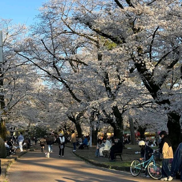Omiya Park, Saitama