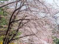 “Namsan Tower Trail: A Blossom-Filled Hike to Seoul’s Stunning Views”