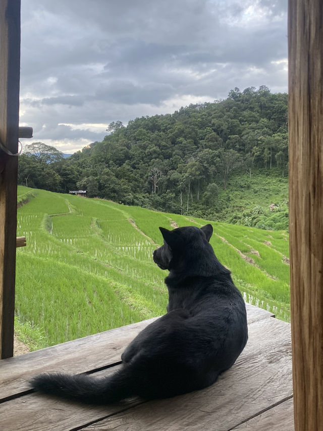 นาขั้นบันได บ้านปางมะโอเชียงใหม่