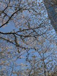 東京｜檜町公園與豐住公園一日遊