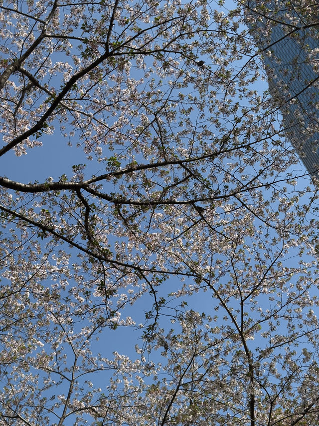東京｜檜町公園與豐住公園一日遊