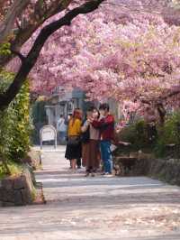 The Cherry Blossom Path of Kawazu Cherry Trees! Few People, Beautiful Scenery 🌸