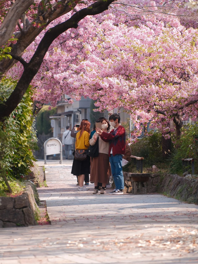 The Cherry Blossom Path of Kawazu Cherry Trees! Few People, Beautiful Scenery 🌸