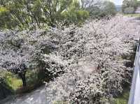 北九洲賞花🌸 熊本城櫻花盛開🌸