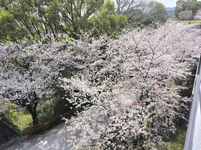北九洲賞花🌸 熊本城櫻花盛開🌸