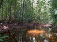 Exploring Sungai Kapur: Lahad Datu’s Hidden Riverine Escape