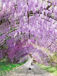 【福岡】世界に認められた藤の絶景