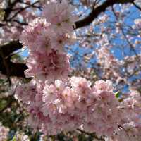 Cherry Blossoms by Lake Geneva: A Stunning Spring Spectacle
