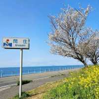 菜の花のじゅうたんと青い海