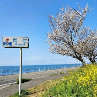 Carpet of Canola Flowers and the Blue Sea