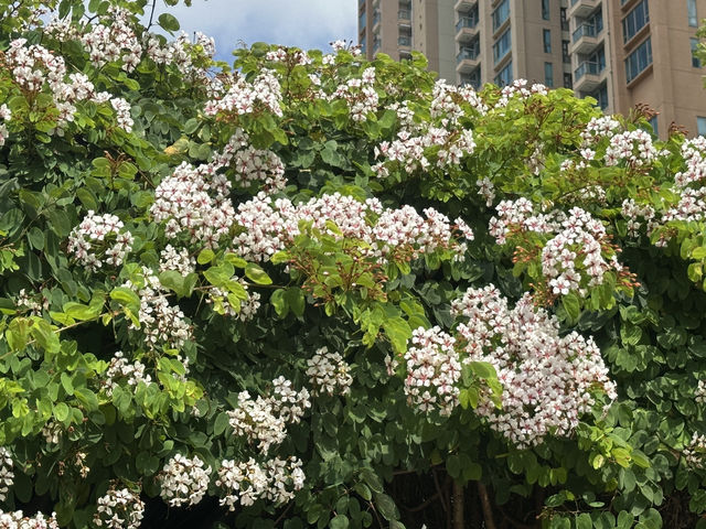香港好去處 | 復活節賞花(下) | 櫻花 | 魚木 | 首冠藤