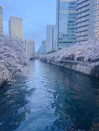 “Twilight Petals: The Lantern River of Meguro”