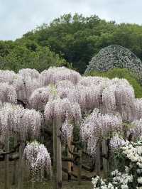 足利フラワーパーク🌼四季折々の絶景が楽しめる癒しスポット🪻💐