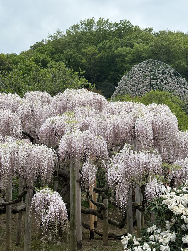足利フラワーパーク🌼四季折々の絶景が楽しめる癒しスポット🪻💐