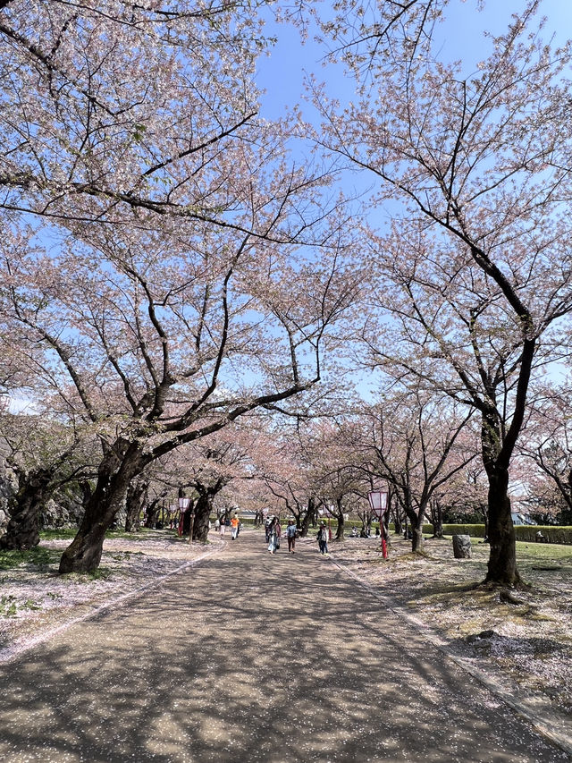 仙台坐車不用1小時！美麗的櫻吹雪 盛岡城跡公園